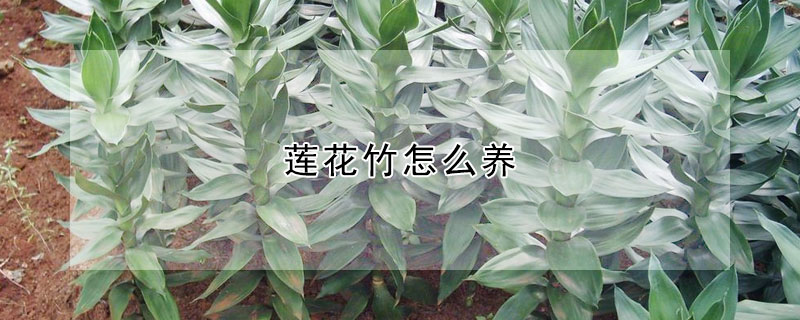 莲花竹怎么养