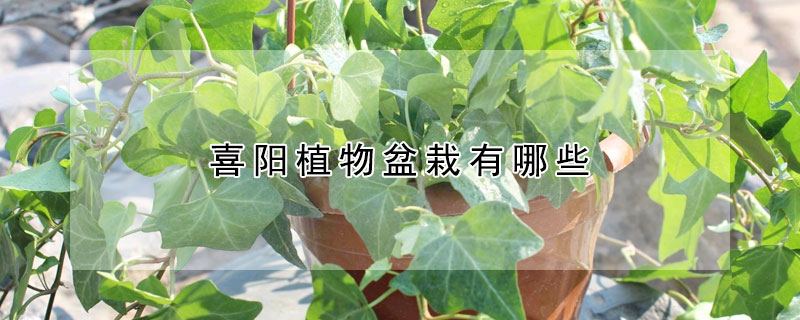 喜阳植物盆栽有哪些