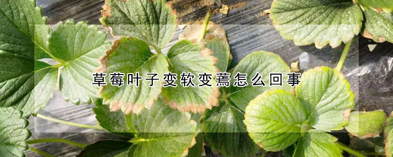 草莓叶子变软变蔫怎么回事