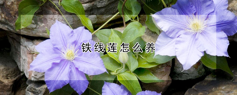 铁线莲怎么养