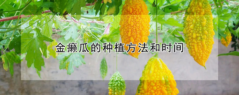 金癞瓜的种植方法和时间