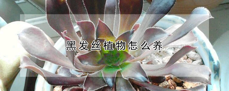 黑发丝植物怎么养