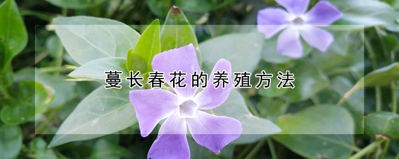 蔓长春花的养殖方法