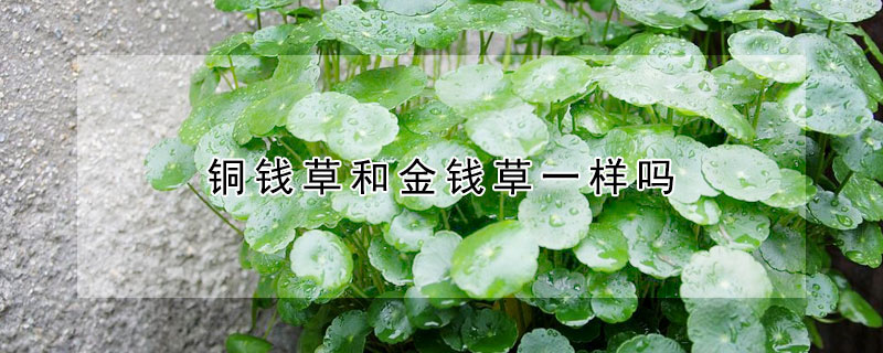 铜钱草和金钱草一样吗