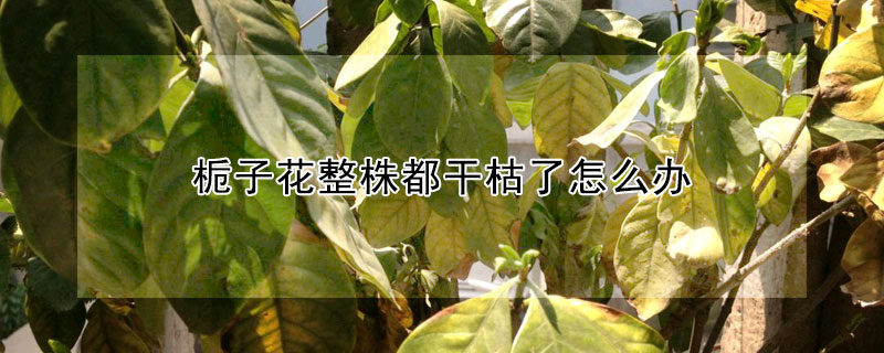 栀子花整株都干枯了怎么办