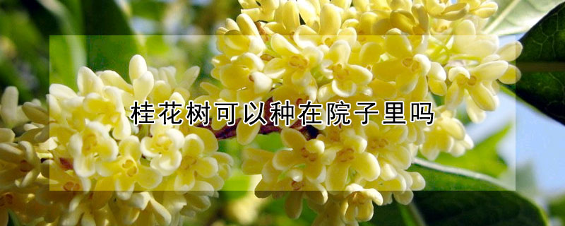 桂花树可以种在院子里吗