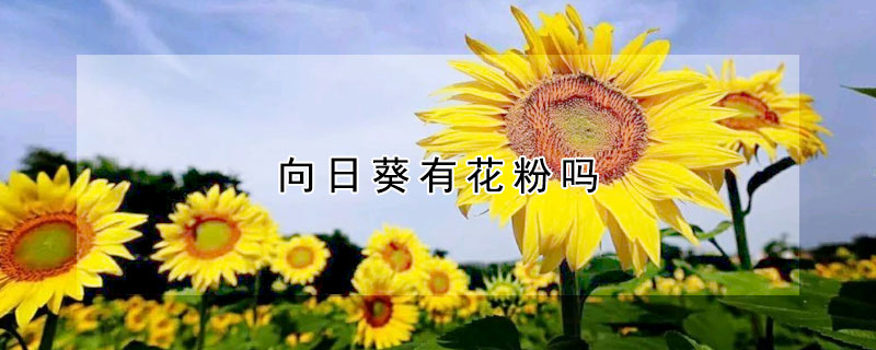 向日葵有花粉吗