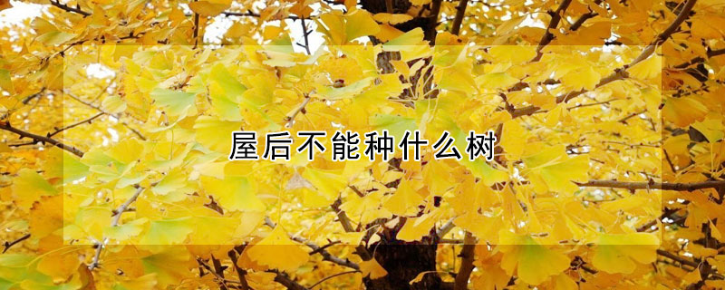 屋后不能种什么树