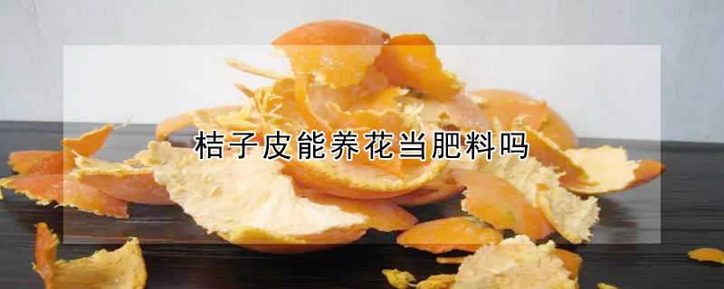 桔子皮能养花当肥料吗