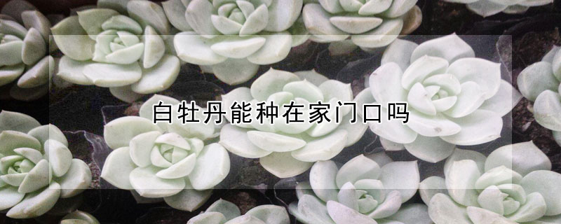 白牡丹能种在家门口吗