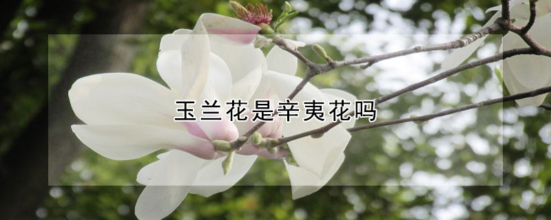 玉兰花是辛夷花吗