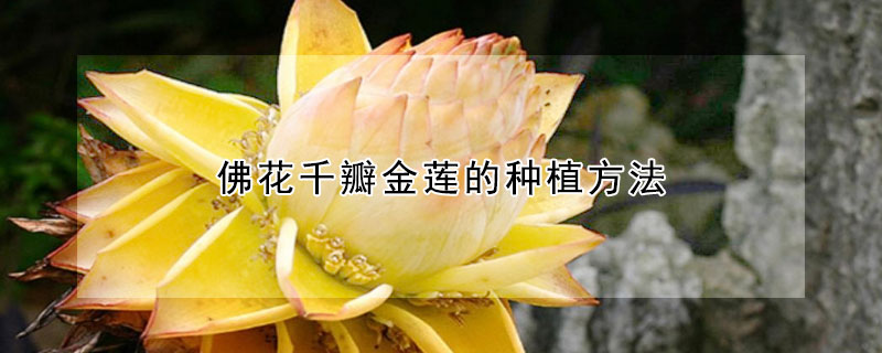 佛花千瓣金莲的种植方法