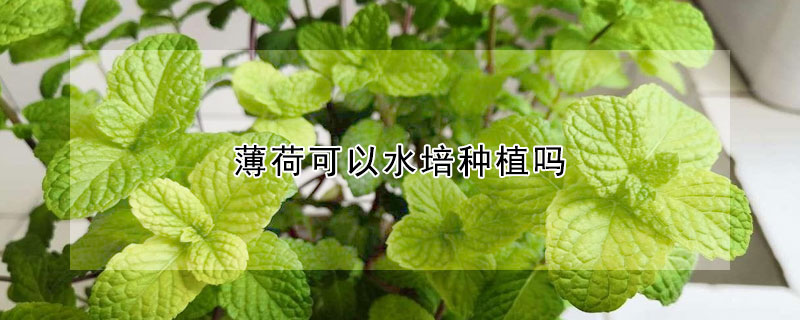 薄荷可以水培种植吗