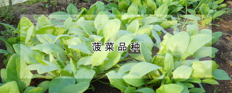 菠菜品种