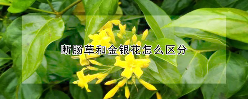 断肠草和金银花怎么区分