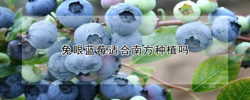 兔眼蓝莓适合南方种植吗