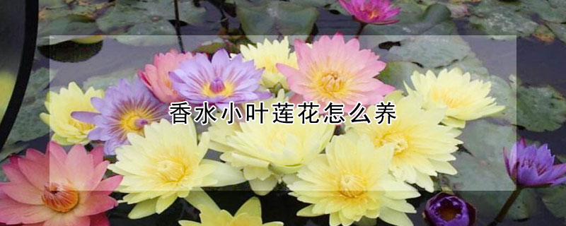 香水小叶莲花怎么养