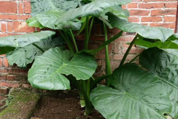 芋头的种植方法与管理