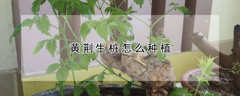 黄荆生桩怎么种植