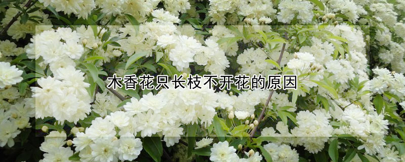 木香花只长枝不开花的原因