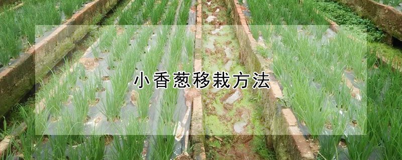 小香葱移栽方法