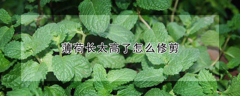 薄荷长太高了怎么修剪