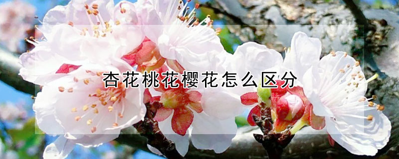 杏花桃花樱花怎么区分 发财农业网