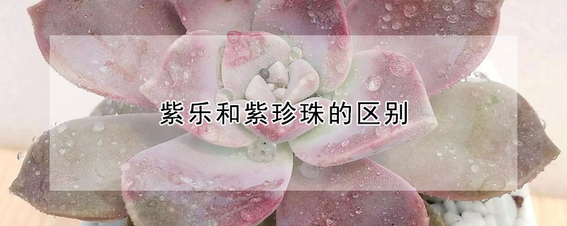 紫乐和紫珍珠的区别