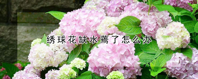 绣球花缺水蔫了怎么办