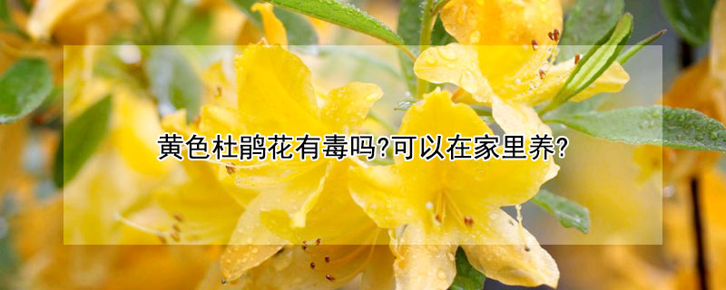 黄色杜鹃花有毒吗?可以在家里养?