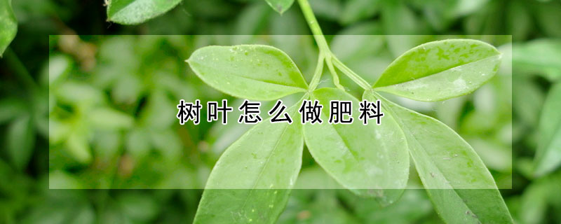 树叶怎么做肥料