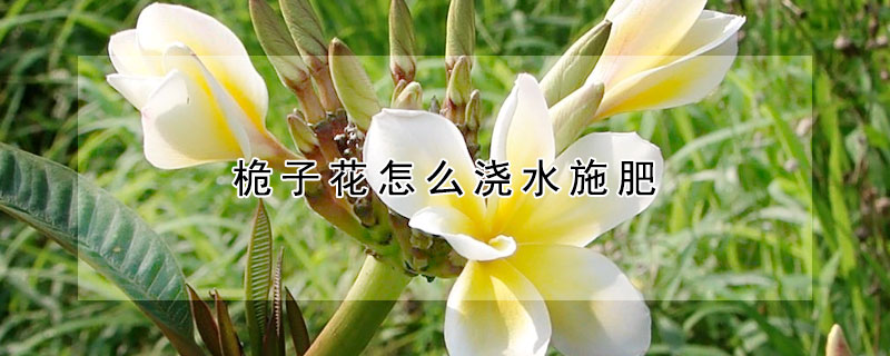 桅子花怎么浇水施肥