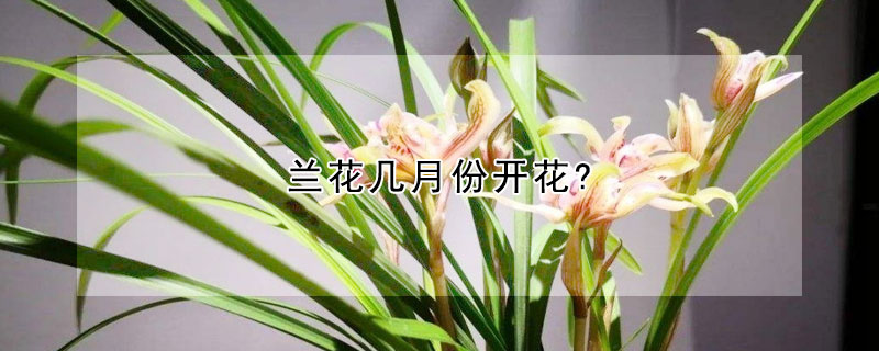 兰花几月份开花?