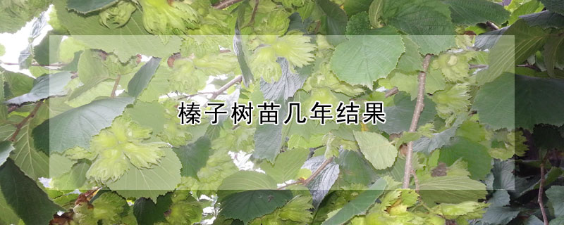 榛子树苗几年结果