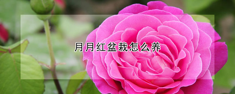 月月红盆栽怎么养