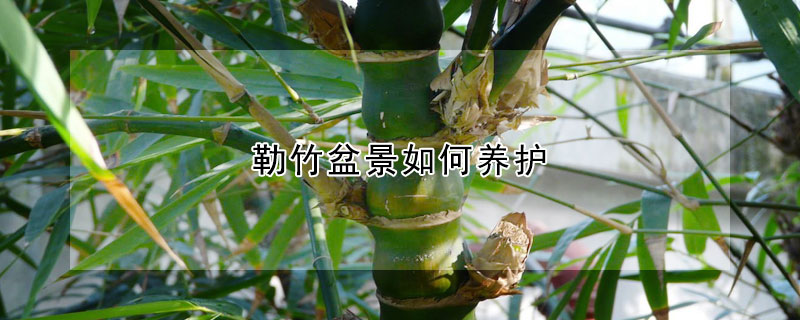 勒竹盆景如何养护