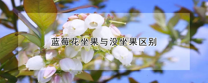 蓝莓花坐果与没坐果区别