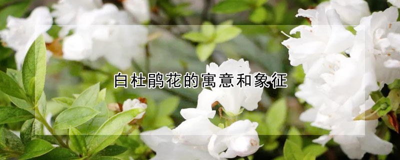 白杜鹃花的寓意和象征