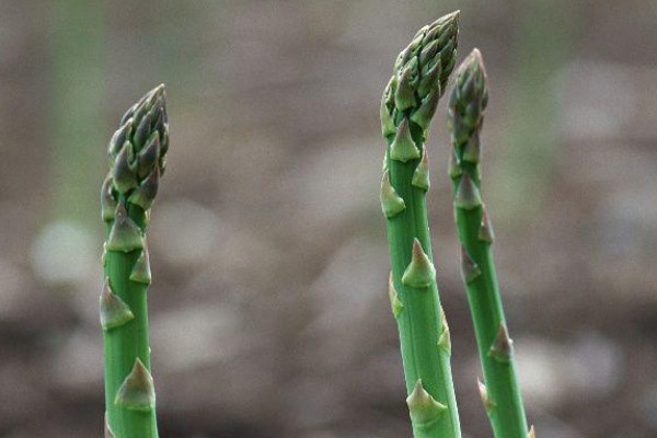 芦笋种植方法