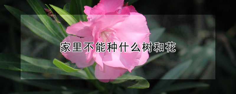 家里不能种什么树和花