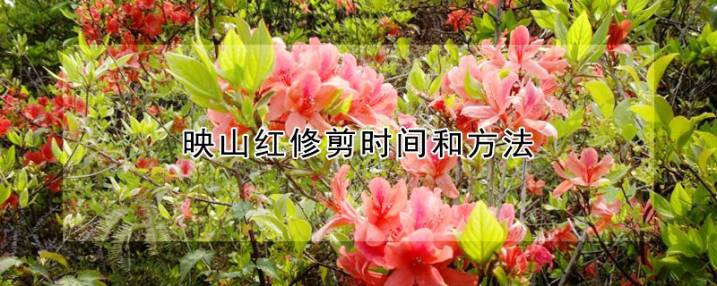 映山红修剪时间和方法