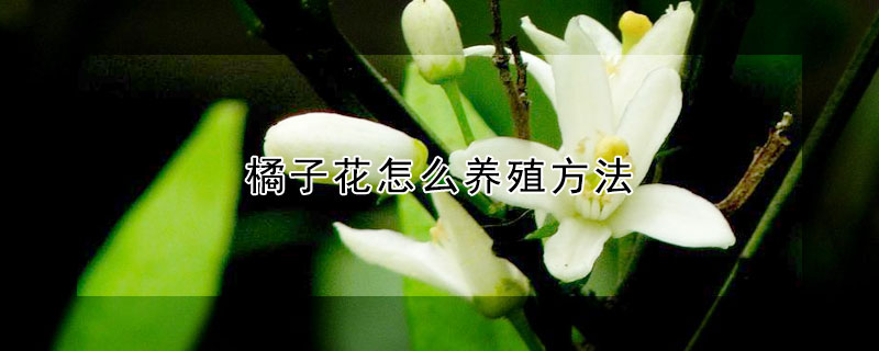 橘子花怎么养殖方法