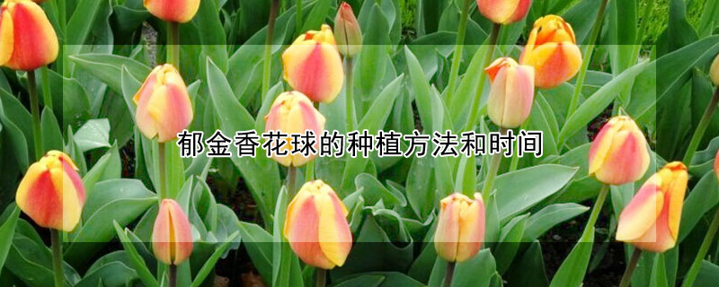 郁金香花球的种植方法和时间