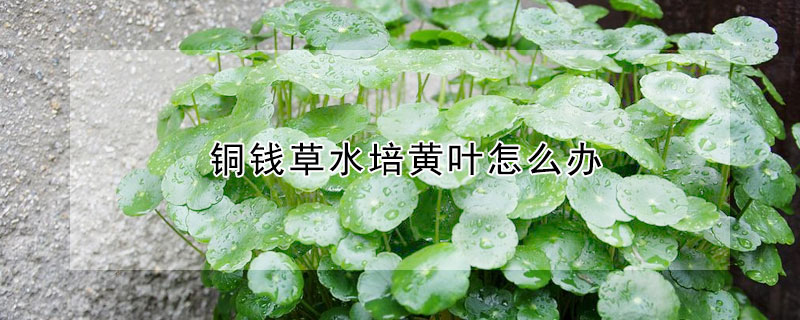 铜钱草水培黄叶怎么办