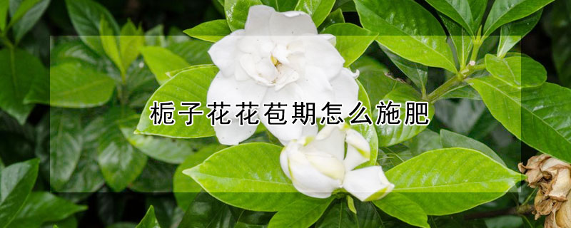 栀子花花苞期怎么施肥