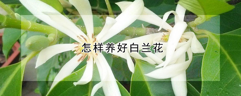 怎样养好白兰花