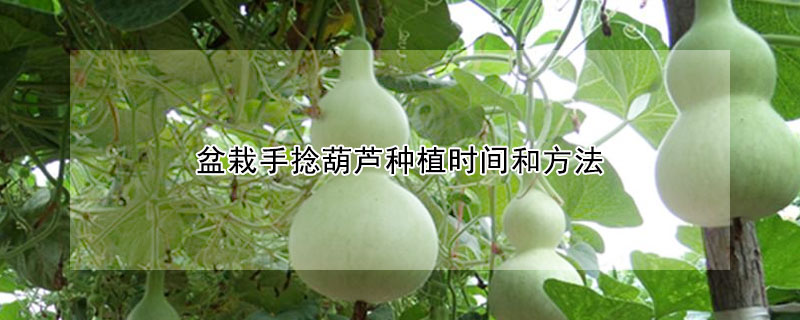 盆栽手捻葫芦种植时间和方法