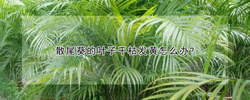 散尾葵的叶子干枯发黄怎么办?