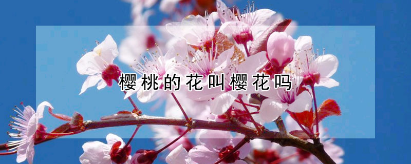 樱桃的花叫樱花吗