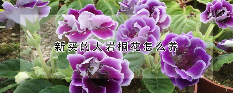 新买的大岩桐花怎么养